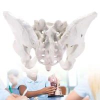 life size female pelvis model human pelvis anatomical anatomy skeleton skeletal models medical learn aid supplies