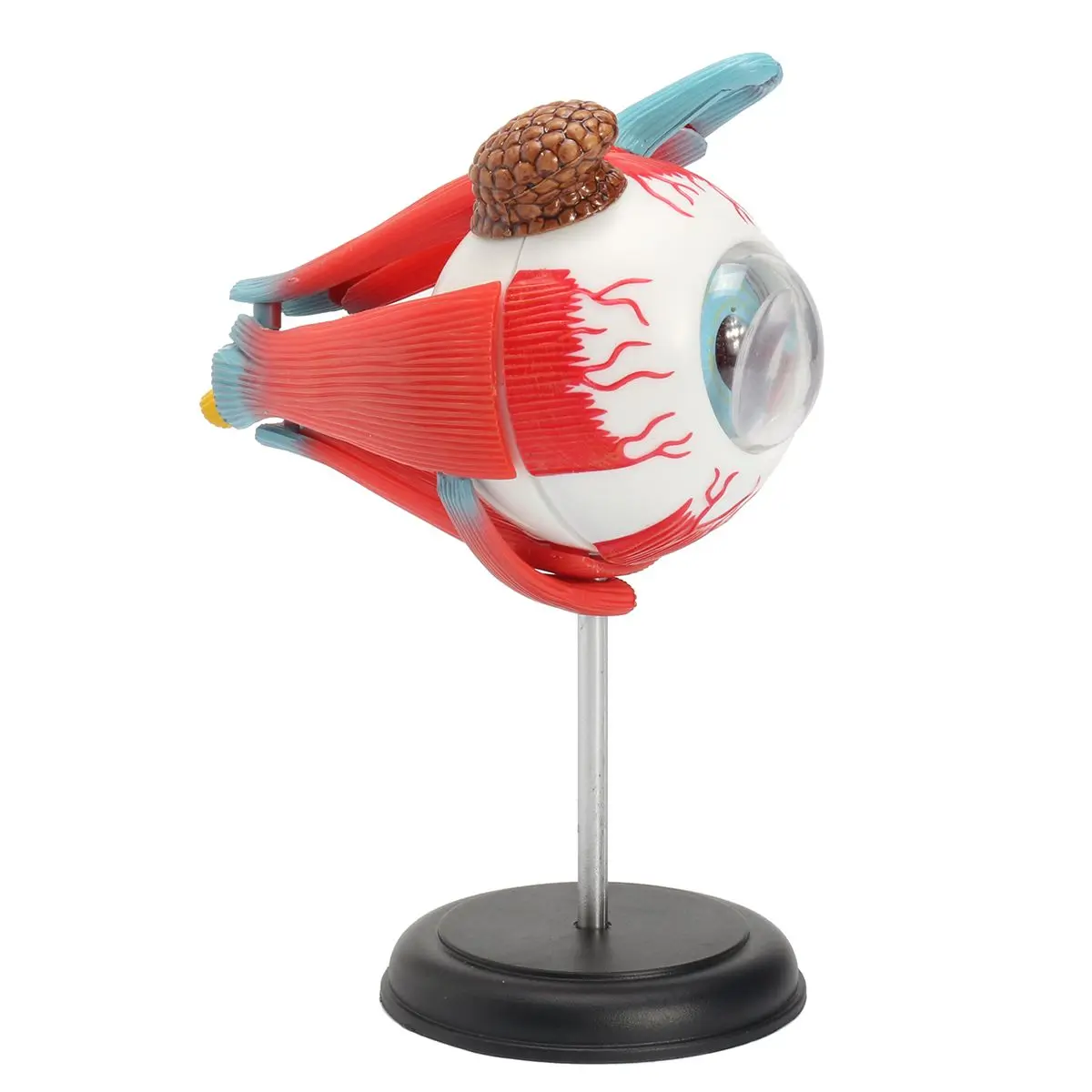 Мяч для глаз Science модель школьные развивающие человеческие глаза обучающий