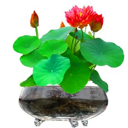 Selling! 5Pcs Red beautiful water lily bonsai hydroponics plant aquatic flower pot lotus garden |