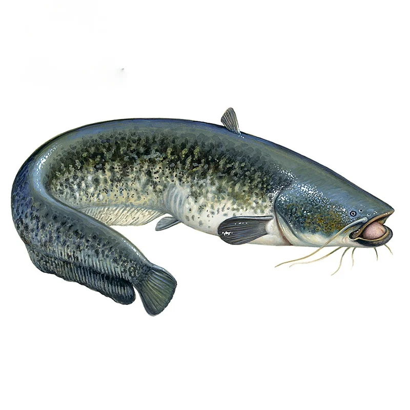 

Автомобильные наклейки, мотоциклетные Переводные картинки, декоративные аксессуары для кошек и рыбок, для покрытия царапин, Солнцезащитны...