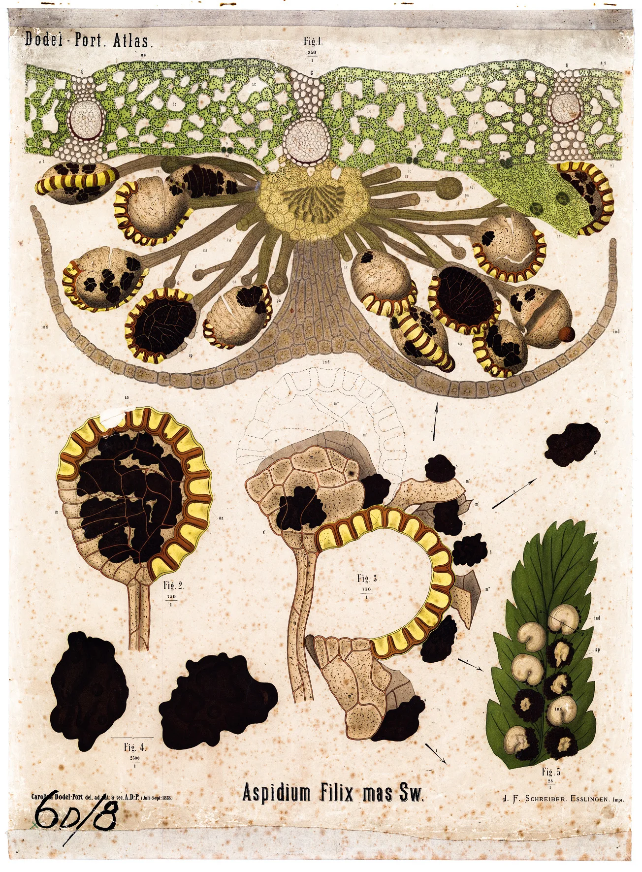 Растительная Анатомия диаграммы Aspidium filix Sporangia классические холщовые картины