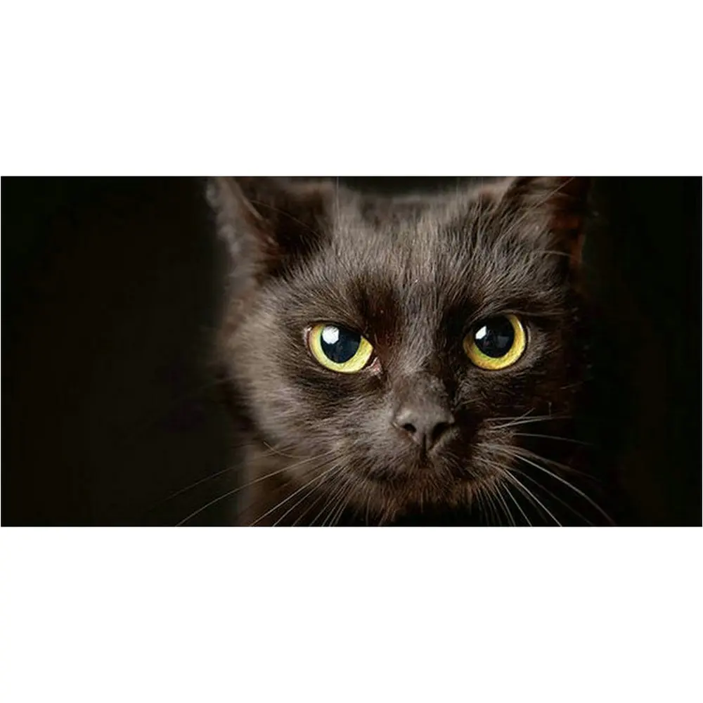 

Canvas embroidery 5d diamond painting black cat full square / round diamond mosaic animal art embroidery decoration