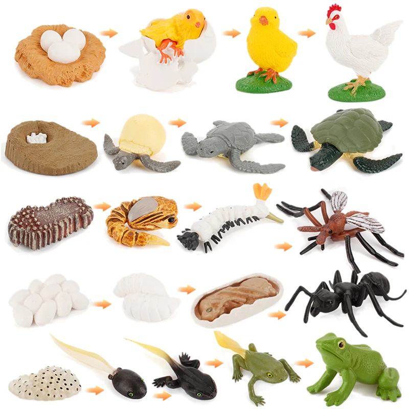 Имитация животного Модель жизненного цикла муравьиная черепаха экшн-фигурка