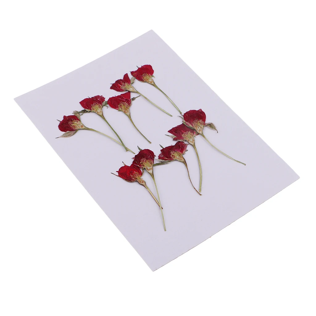 

10 Pieces Pressed Real Dried Flower Half Cut Rose for DIY Home Ornament Resin Casting Candle Making Decoration