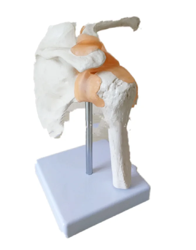Human shoulder joint anatomy teaching model human skeleton model shoulder joint with ligament model medical teaching