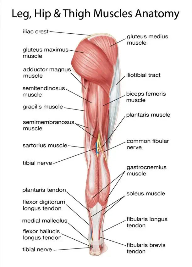 

Шелковый плакат для украшения стен, художественный плакат с художественным принтом мышц, бедер и бедер, 24 х36 дюйма