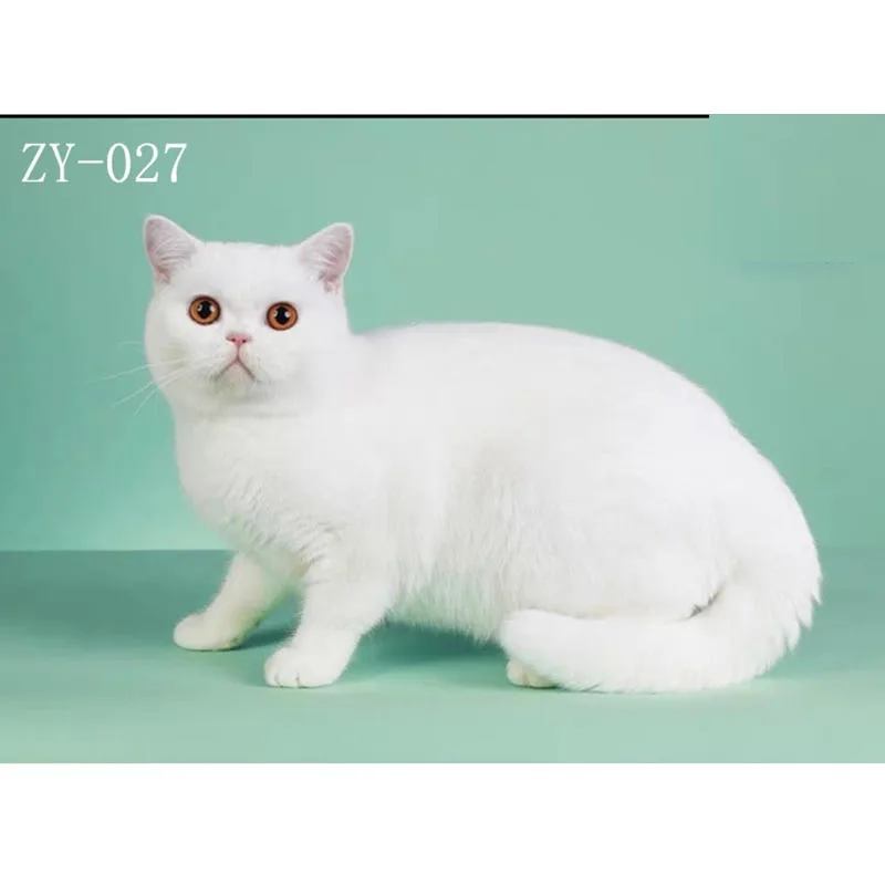 

DAWNKNOW Pet Cat Photography Background Backdrop Photocall Uniquely Texture Oil Painting Pro Tie-Dyed Muslin Photo Studio 2x3M