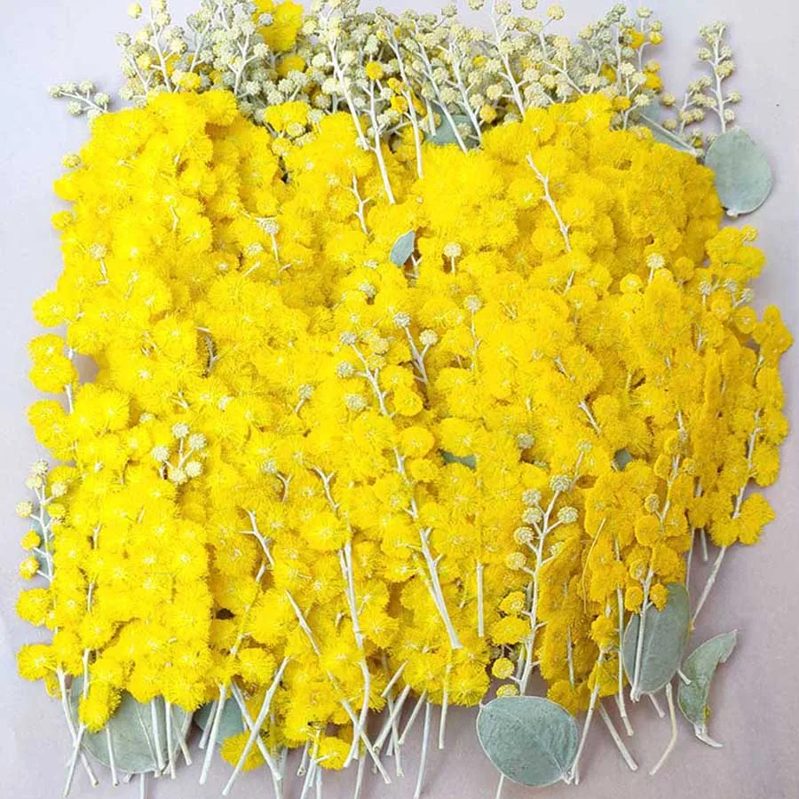 

120pcs Dried Pressed Yellow Albizia Julibrissin Flower Plants Herbarium For Jewelry Postcard Phone Case Photo Frame Bookmark DIY
