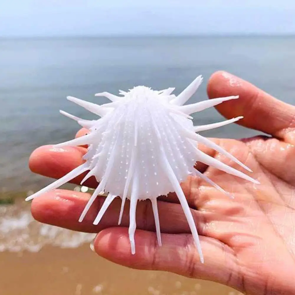 7-11 см натуральные морские хризантемы Колючая тысяча раковин образцы улитки