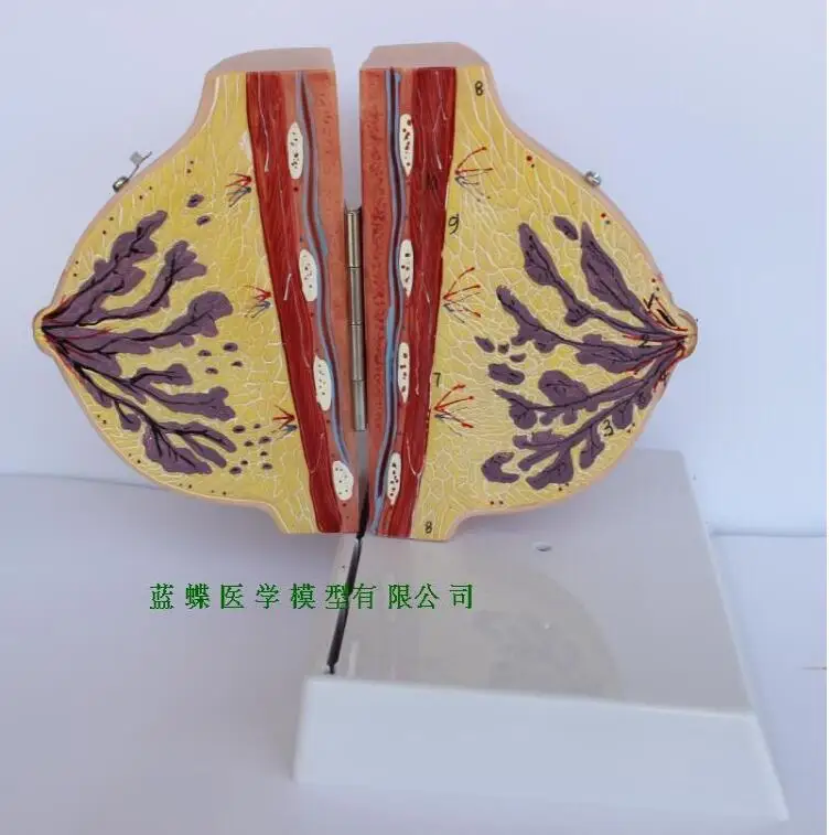 Анатомическая модель женской груди для беременности и кормления грудью