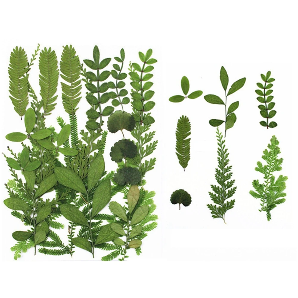 

Pressed Real Leaf Dried Plant Assortment Herbarium Sheet for DIY Resin Craft Art Jewelry Decoration Supplies