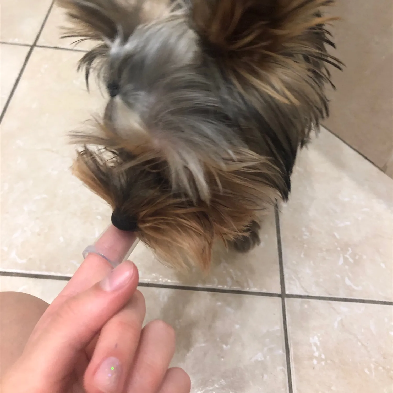 

Super Soft Dog Toothbrushes Pet Finger Toothbrush Plush Dog Plus Bad Breath Care Tartar Tools Dog Cat Cleaning Supplies 5 Pcs