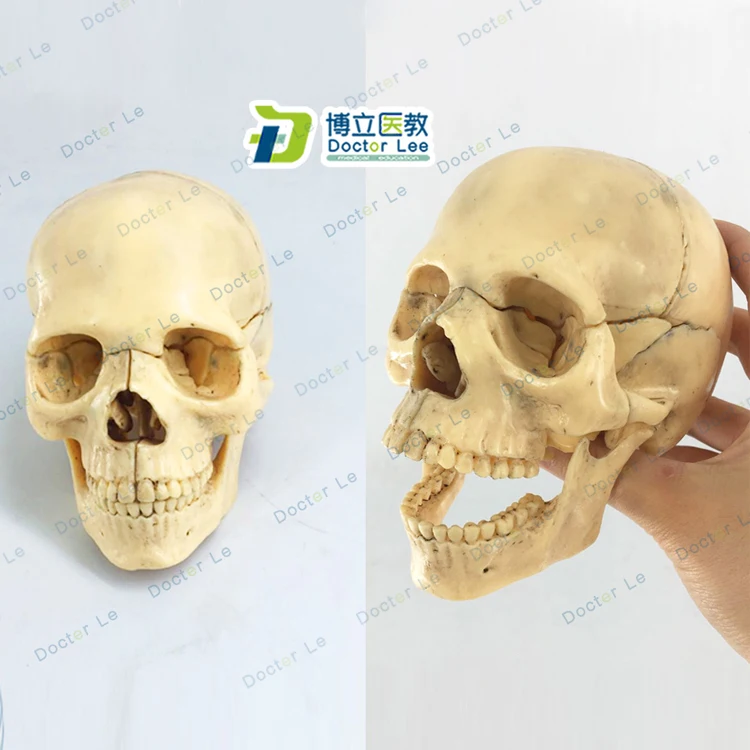 Квадрокоптер Mini Skull модель 15 Запчасти человека анатомический скелет красочные