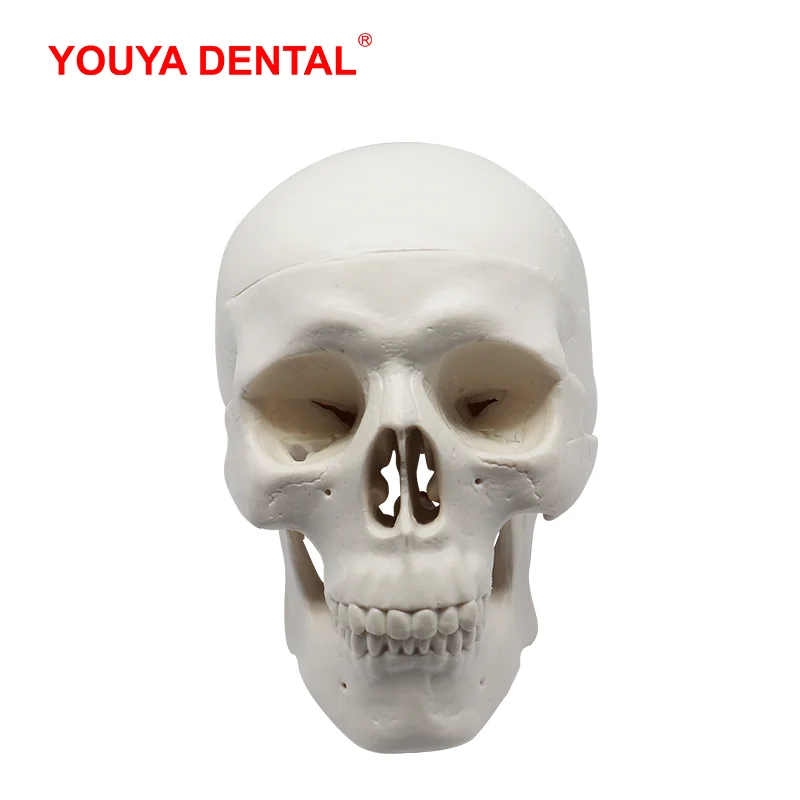 Недорогая модель 3D человеческого анатомического черепа 1 шт. съемная анатомии