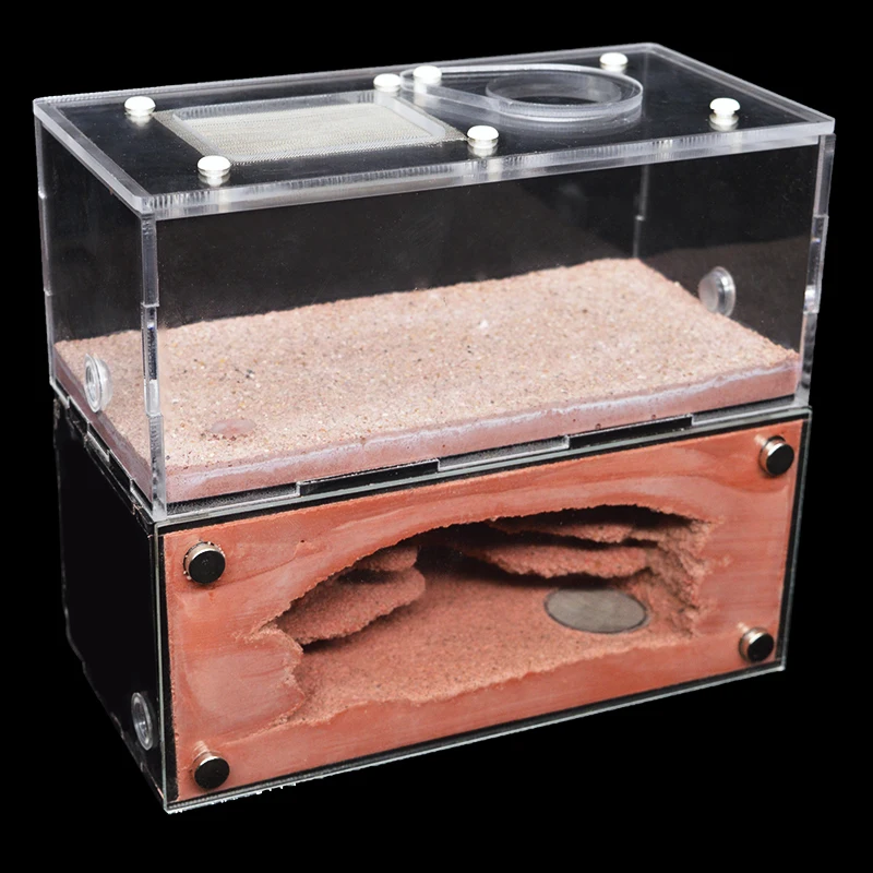 Высококачественная бетонная экологическая муравьиная ферма муравьиный дом с