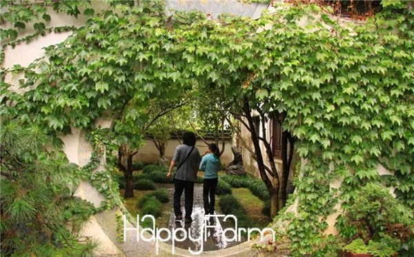 True бонсай! 100 шт./упак. зеленый Бостонский Плющ flores с узором в виде плюща Плант набор «сделай сам» для дома и сада на открытом воздухе завод растения,# Y0FIUZ