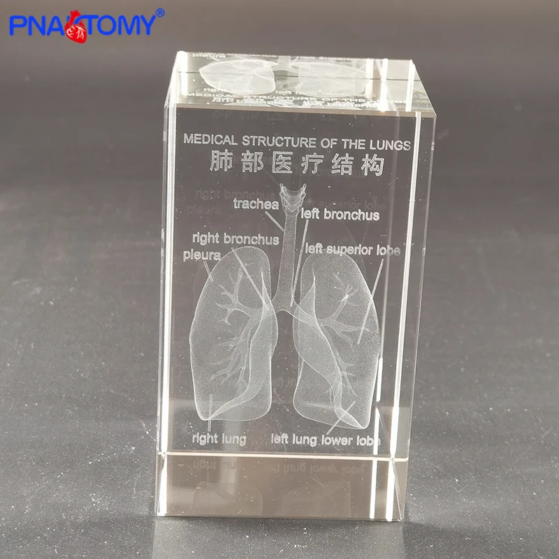 Анатомический подарок человека Кристальный скелет зубы мозга сердце легкие с