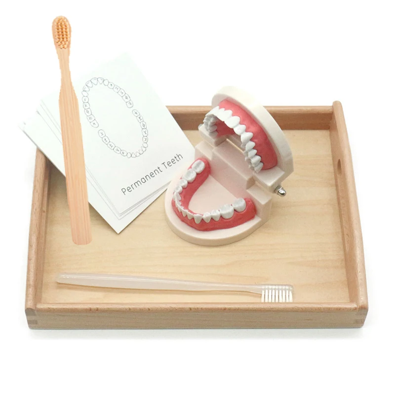 Малыша Монтессори практичный жизнь Материал имитация игрушки с зубами