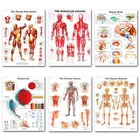 Настенные картины с изображением человеческой анатомии мышц, постер с рисунком, карта тела, шелковая Живопись, для медицинского образования, декор для офиса и дома