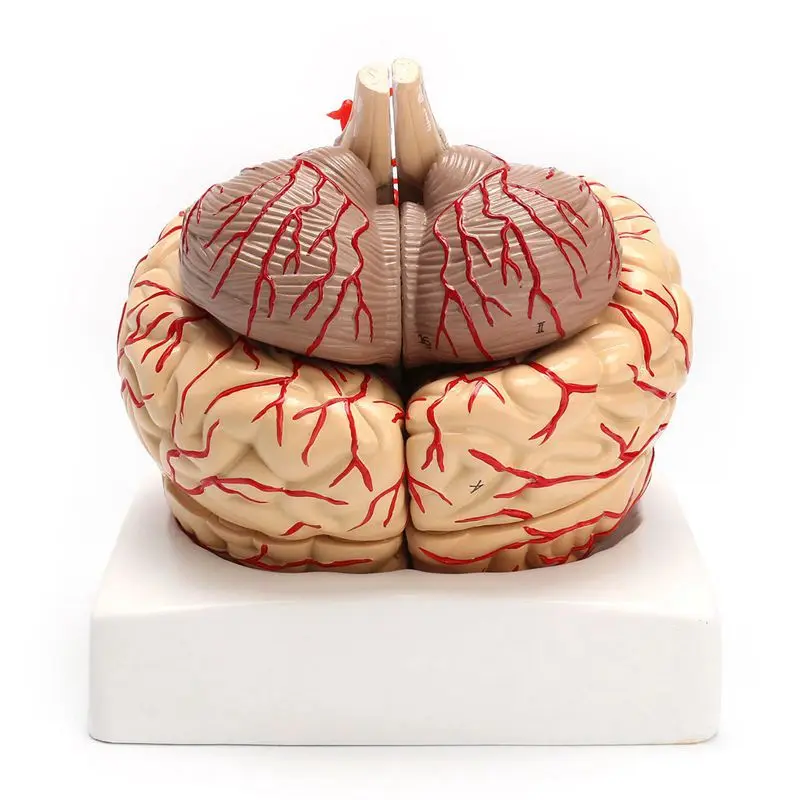 1: 1 Life Size Human Anatomical Brain Pro Dissection Organ Teaching Model | Канцтовары для офиса и дома