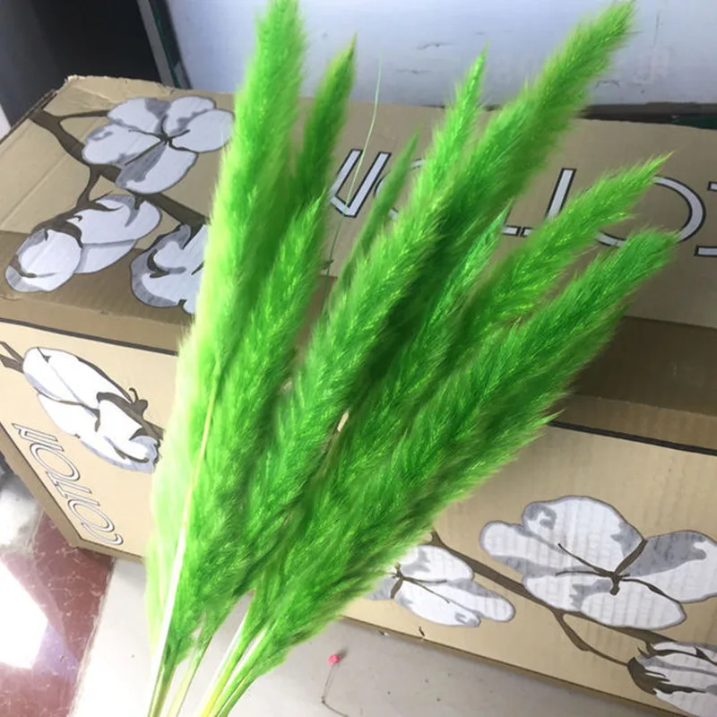 10 шт. Bulrush натуральный Рид высушенная маленькая пампасная трава Phragmites коммун