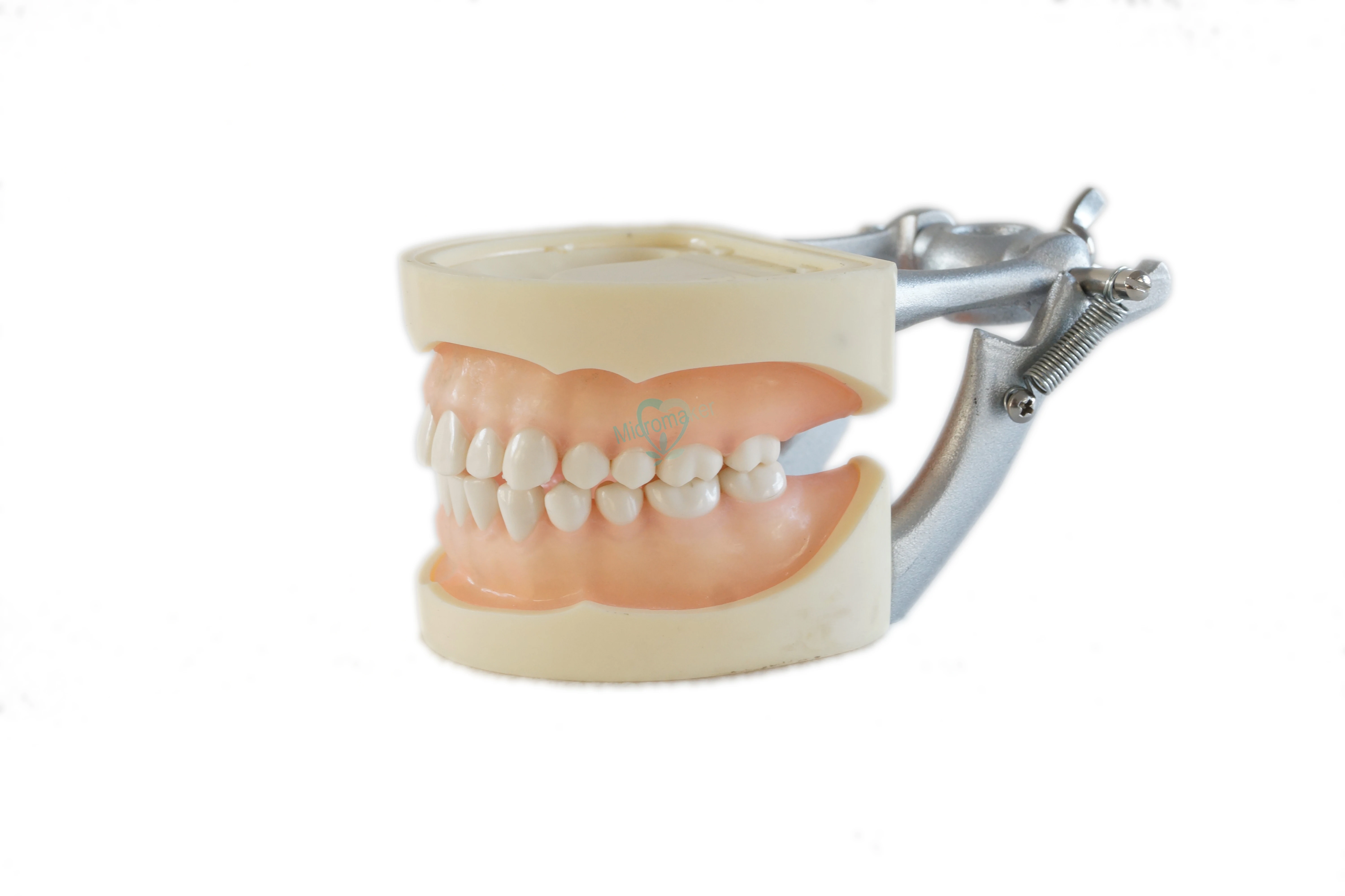 Мягкая резинка все съемные Стоматологическая модель зубов 28 шт.