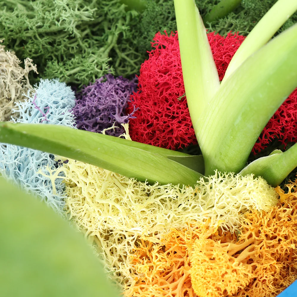 Микро пейзаж натуральный Норский олень мох сохраненный сушеный цветок ремесла