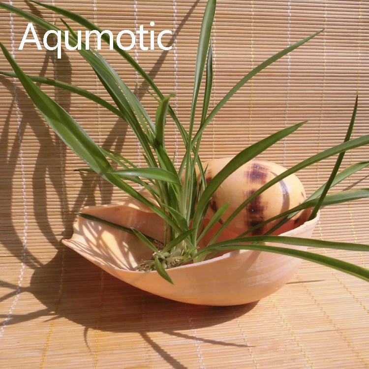 Aqumotic India Volute Coconut Snail Shell Yellow Conch Melo Big Not Shellfish Tank Home Aquarium Landscaping Decoration |