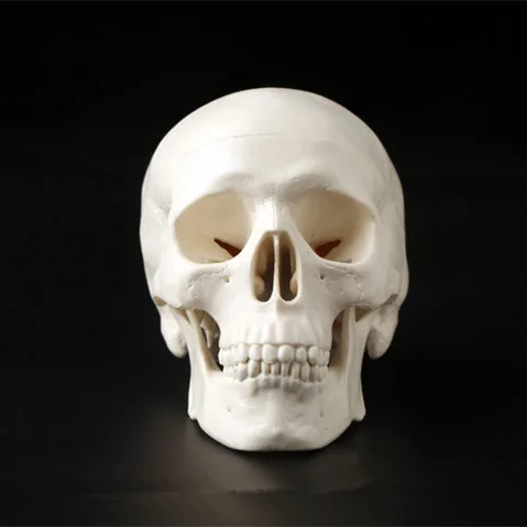 

Mini Skull Human Anatomical Anatomy Head Medical Model Convenient 92x99x71mm