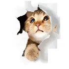 3D милый котенок наклейка на крышку унитаза детская Спальня стены выглядит очаровательно Кот каваии, мультяшный стикер на холодильник обои