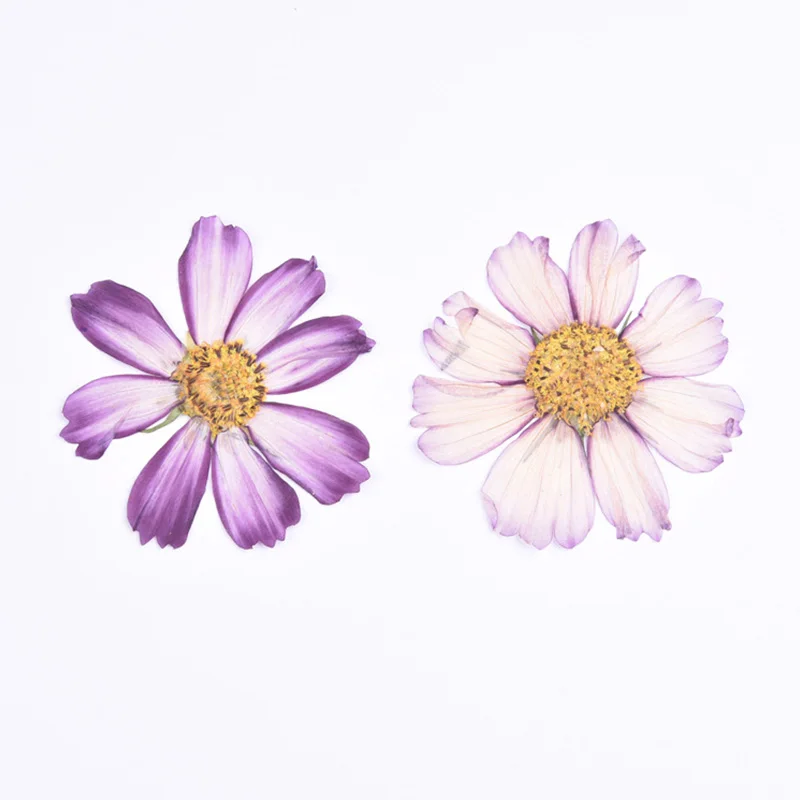 Космос Gesang цветок сушенный цветочный тиснение ко Дню Святого Валентина подарок