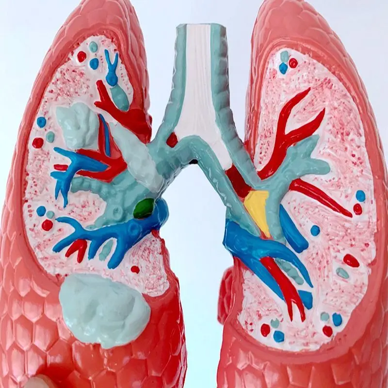 Дыхательная система человека здоровая легочная анатомическая Учебная модель