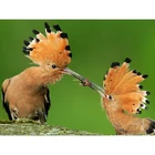 Алмазная 5D картина сделай сам, полная мозаика круглое сверло, смолы, наборы для вышивки крестиком, настенное искусство, маленькая картина с птицами