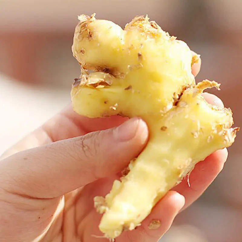 Meltset Нержавеющая сталь Сплав чеснок имбирь устройство для чистки кухни китайский