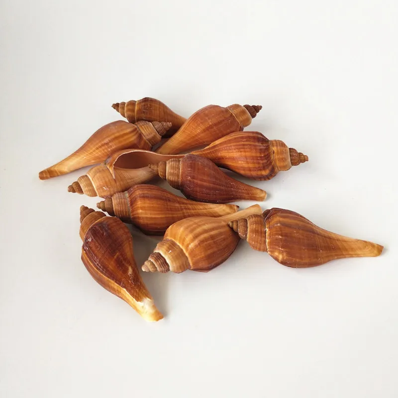 

Happy Kiss 10pcs sea shells sea conch starfish Natural Seashell Aquarium Ornament Fish Tank Landscape Sea Snail Home Decora