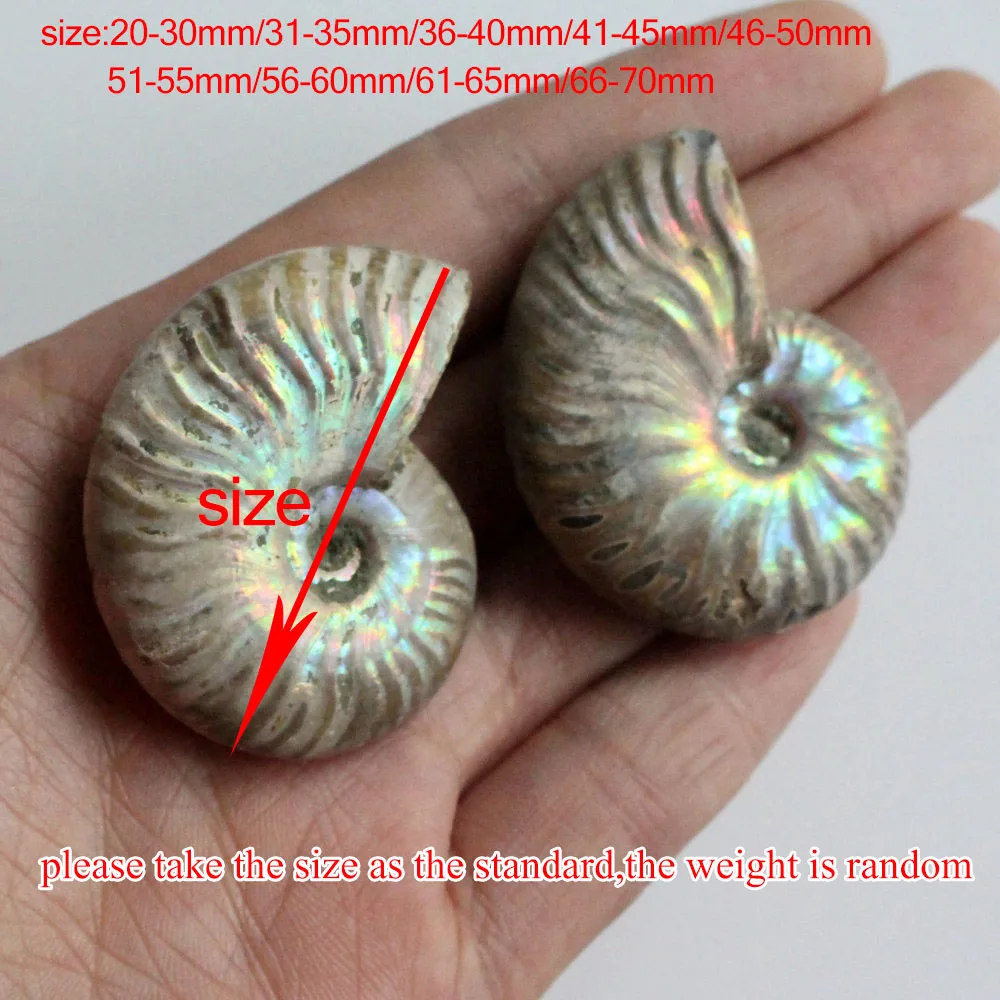 1pc Natural Immemorial Ammonite Fossil Shell Colorful Collection Diy Mineral Specimen Healing | Дом и сад