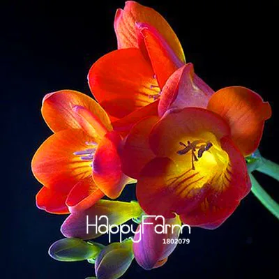 7 Бонсай Freesias великолепный сад красочные ароматные Цветочные растения Орхидея Флорес идеальные Цветочные Планты 100 Плант/упаковка - Цвет: 7