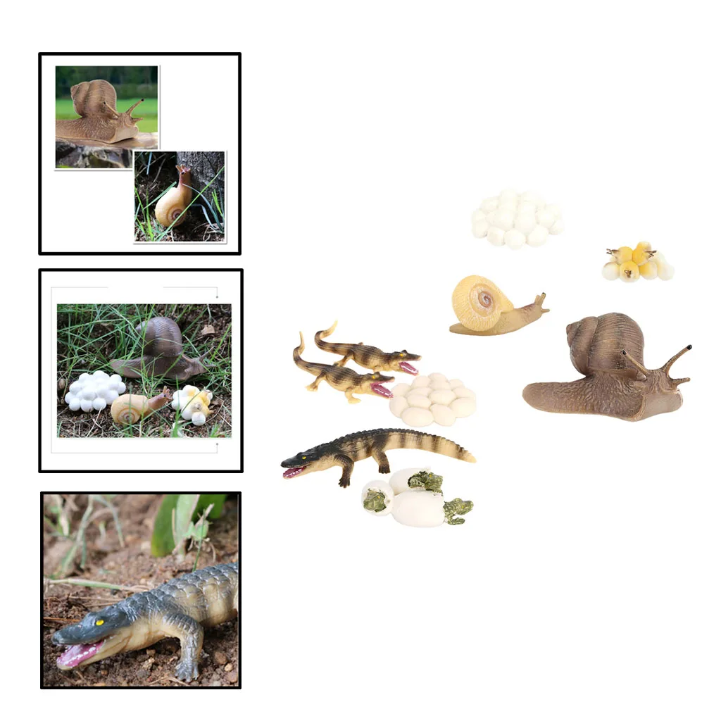 Juego de simulaci&oacute;n de animales para ni&ntilde;os, 2 juegos, figura de cocodrilo, Caracol, proceso de crecimiento-3