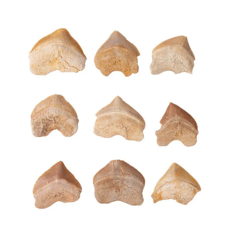 Спиральный акулий зуб косырьевая морская биология научный материал