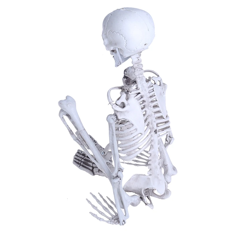 

Новинка 2021, Скелет человека, средний череп, полноразмерная анатомическая модель для Хэллоуина
