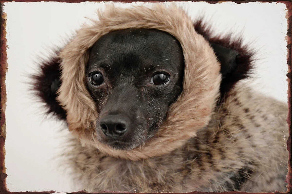 Yтент черная собака жестяная вывеска жестяные пластины украшение для комнаты