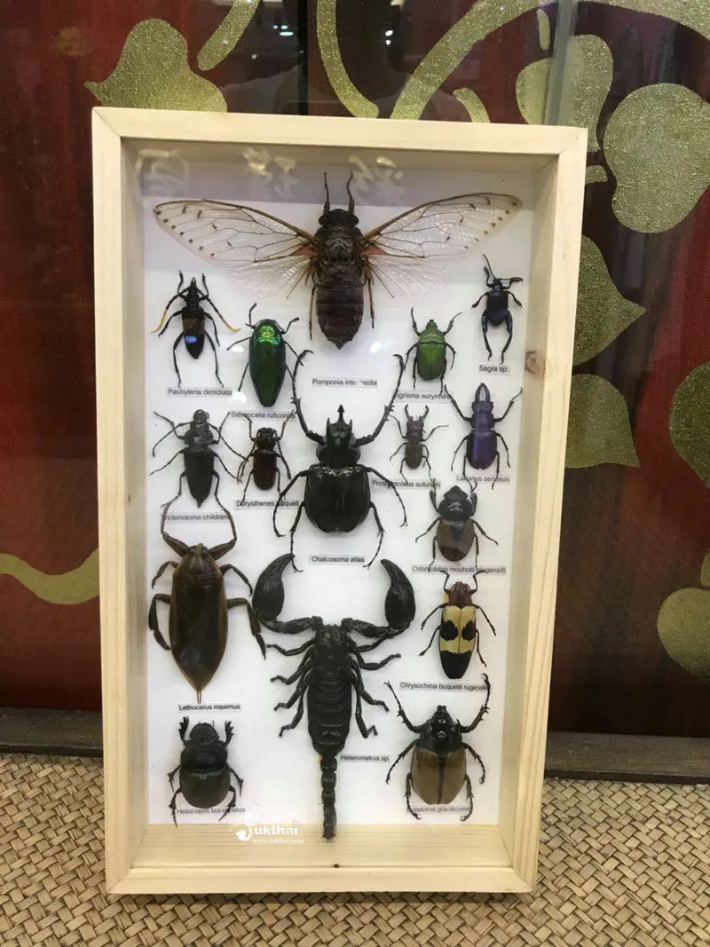 

Southeast Asia insect specimens set wooden frame beetle/Cerambycidae/scorpion/Chafer/Lepidoptera