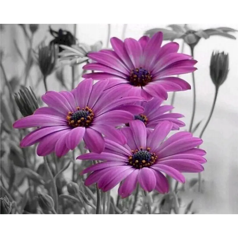 

SELILALI 60x75cm Frameless Oil Painting By Numbers Kits Diy Framed Purple Flower Picture Home Decoration Drawing Wall Artcraft