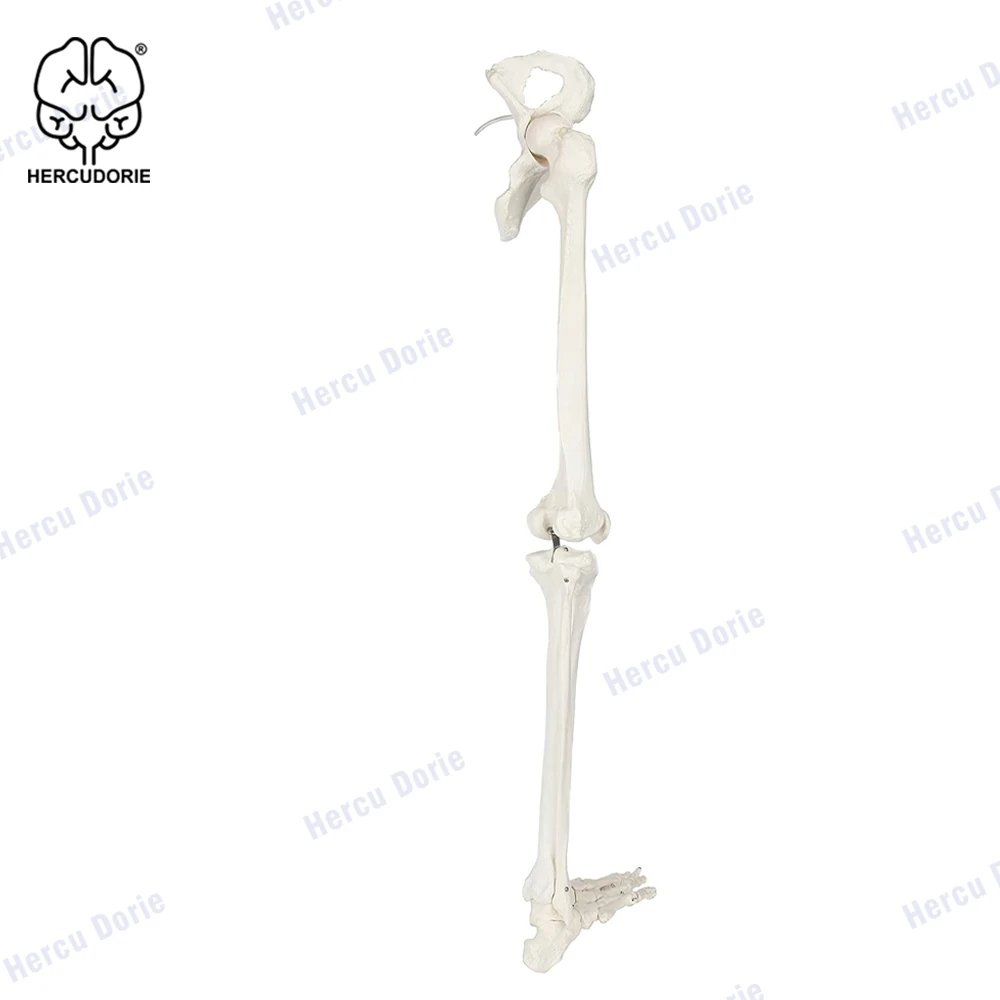 Набор скелетонов для ног Scientific анатомическая модель 36 дюймов со всеми костями