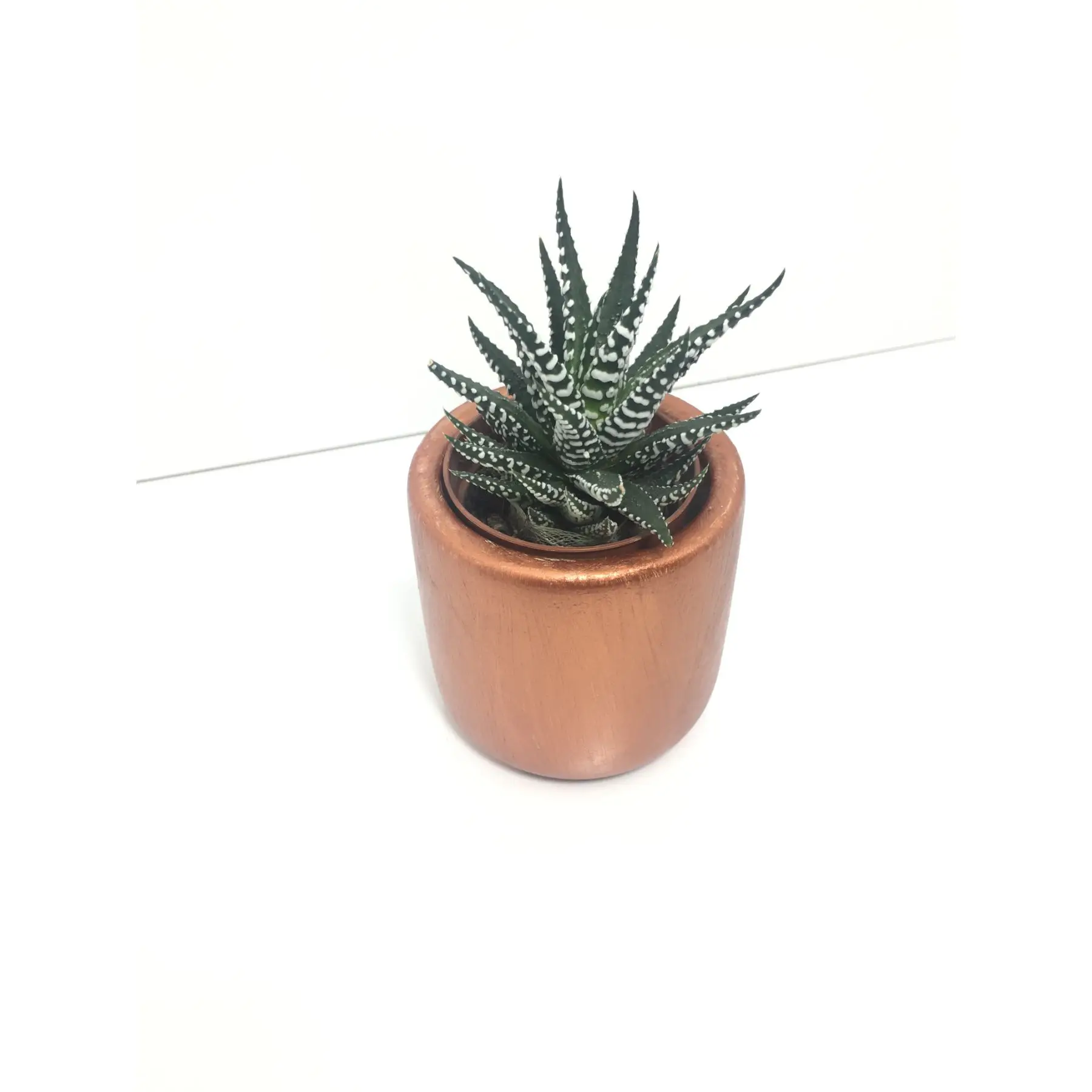 

Cylinder Concrete Pot and Live Sukulent - YE1601