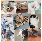 20 штук чистая натуральная кошачья мята кошка игрушка Безопасность молярная зубная паста филиал чистки зубов, Silvervine для кошек снэки палочки для домашних животных