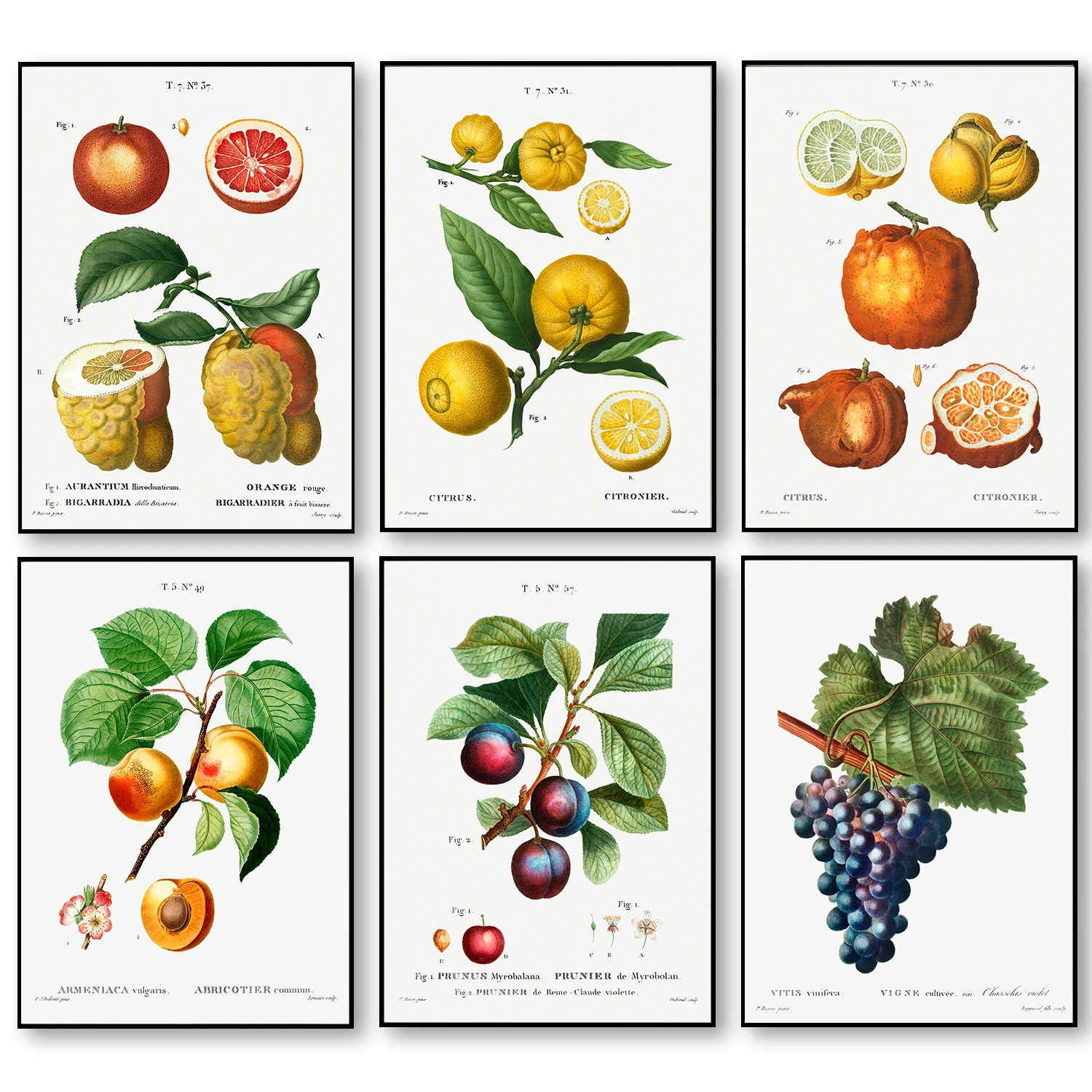 Vintage Fruits Poster Grape Peach Paintings Canvas Print Poster Botanical Art Antique Pictures Wall Art Canvas Paints for Home