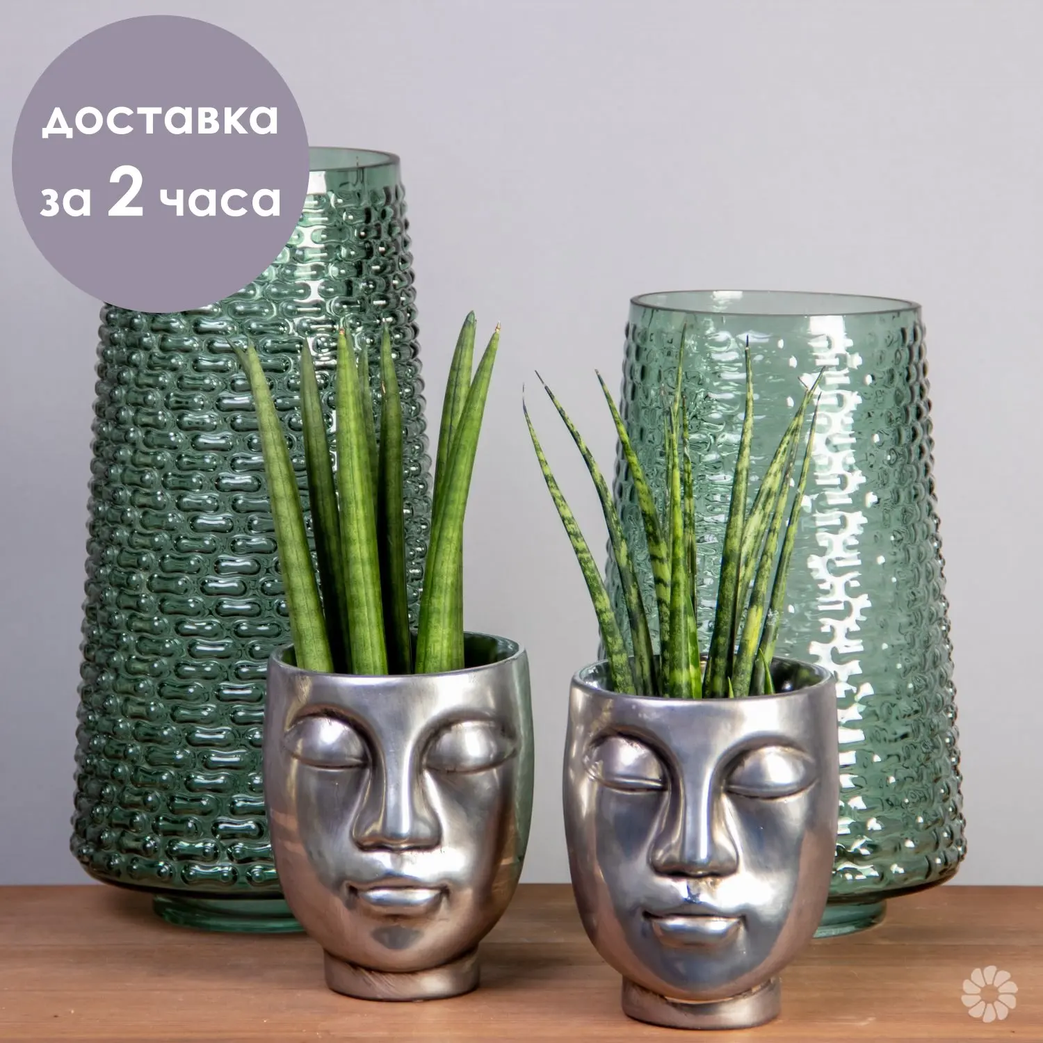 Сансевиерия Цилиндрика Литл Лизард Серебро | Дом и сад