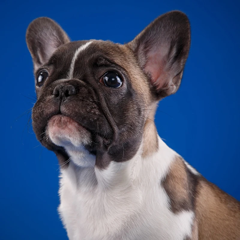 Алмазная живопись 5D сделай сам картина с круглыми стразами Собака 3D вышивка