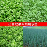 electric multi-function vegetable cilantro Gasoline 6-row planter agriculture sowing automatic hand-push planting machine